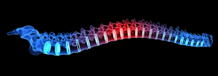 Chiropractic Surrey BC Spine Model